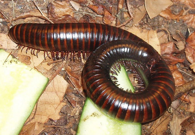Millipede Millipede