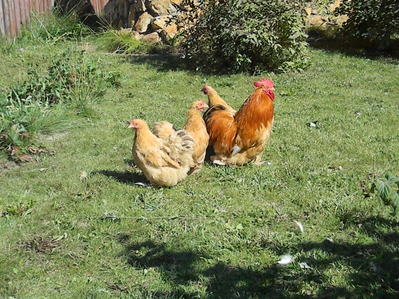 Кохинхин Квочка палевый