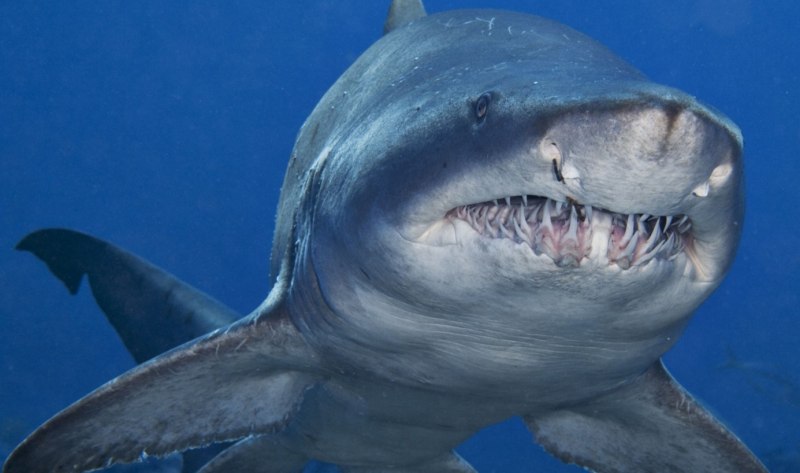 Саблезубая акула (71 фото)