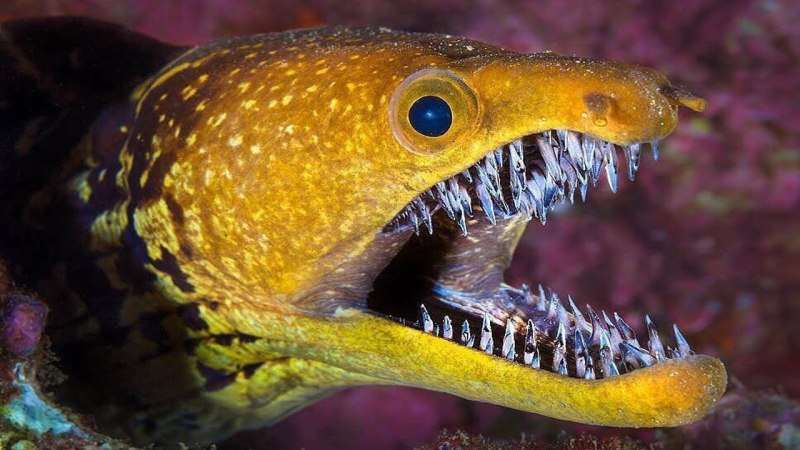 Сельдевые акулы (Lamnidae)