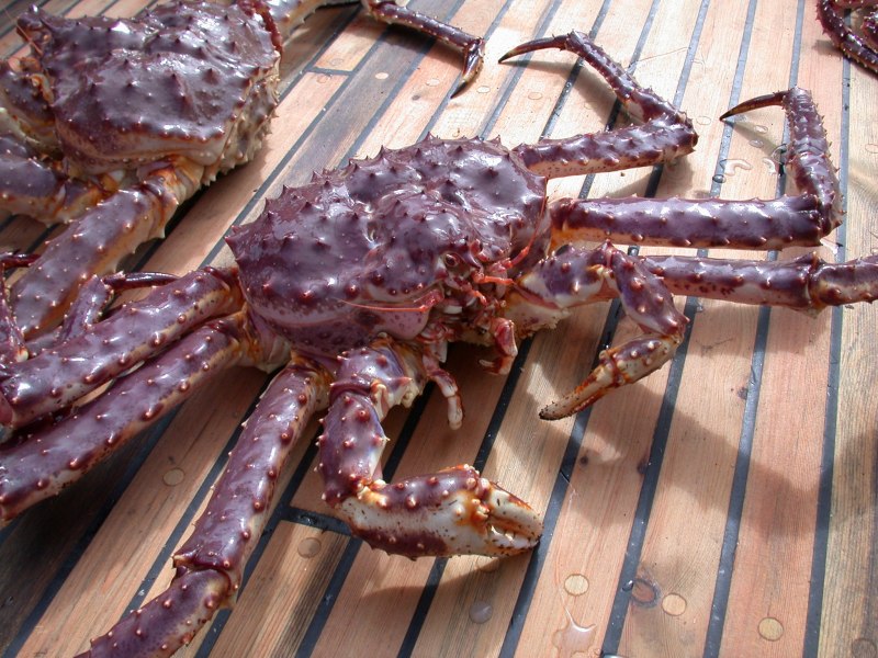 Камчатский Королевский краб