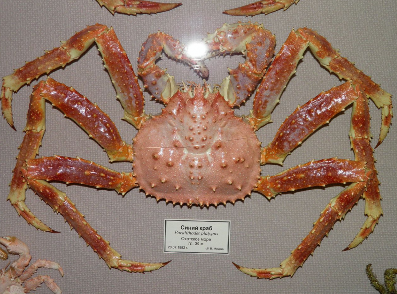 Камчатский краб (paralithodes camtschatica)