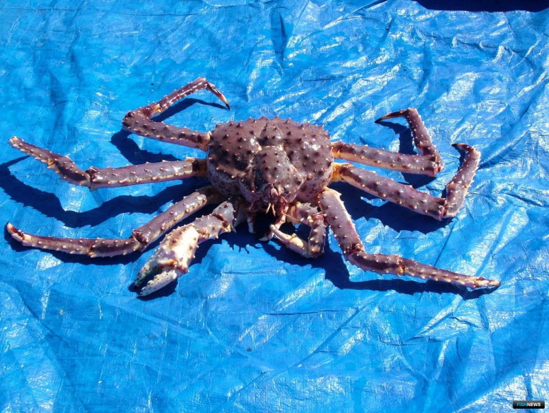 Краб Стригун и Камчатский