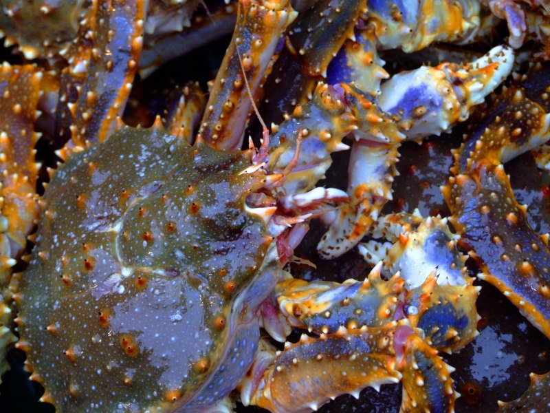 Камчатский краб с морепродуктами
