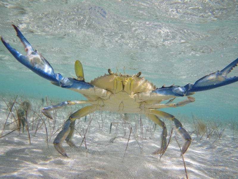 Камчатский краб с морепродуктами