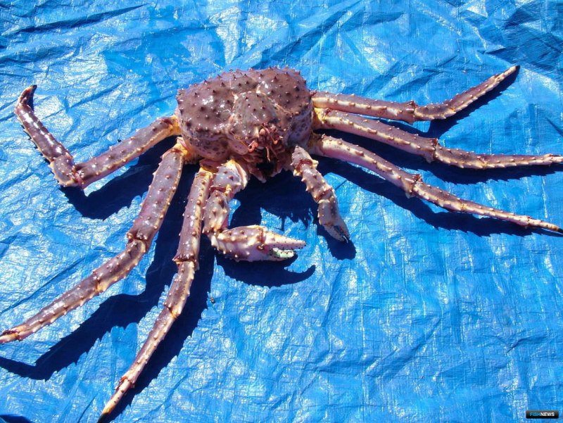 Курильский краб