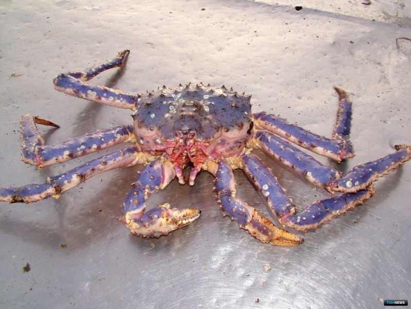 Королевский Камчатский краб колючий