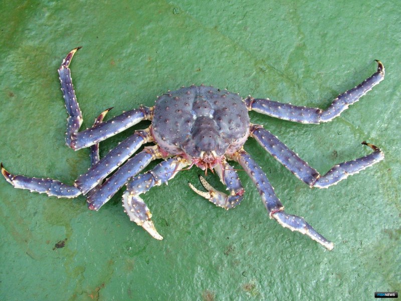 Голубой краб Callinectes sapidus - американский иммигрант.