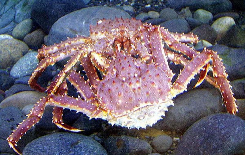 Краб Баренцевого моря