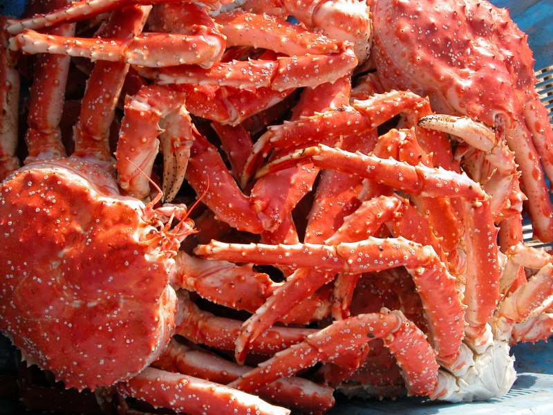 Паук краболов