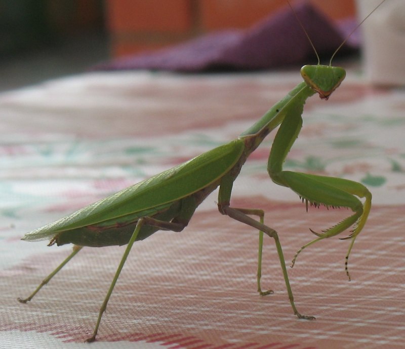 Богомол Creobroter meleagris