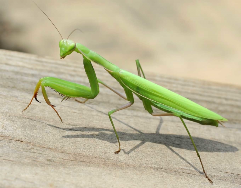 Богомол Mantis religiosa самка