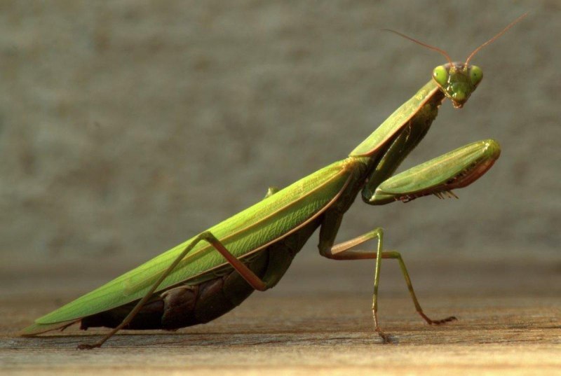 Чертов цветок (Idolomantis diabolica)