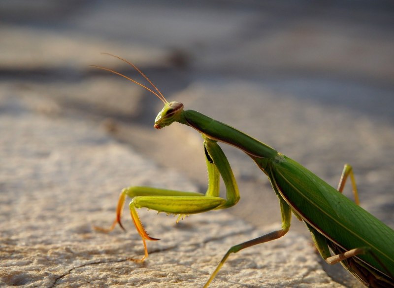 Praying Mantis насекомое