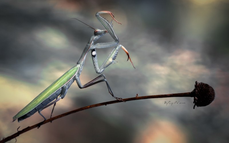 Богомол обыкновенный Mantis religiosa самец