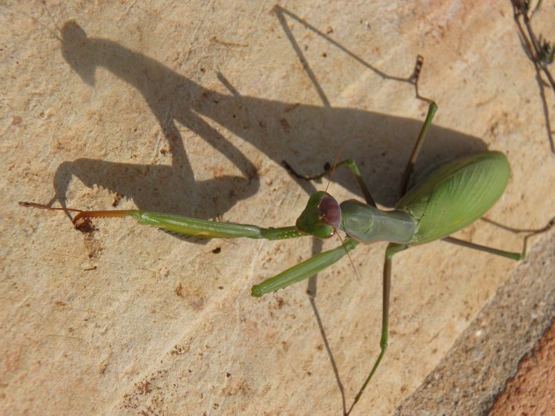 Богомол Deroplatys lobata