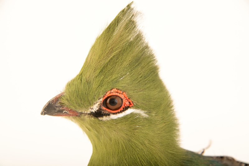 Hemidactylus platyurus