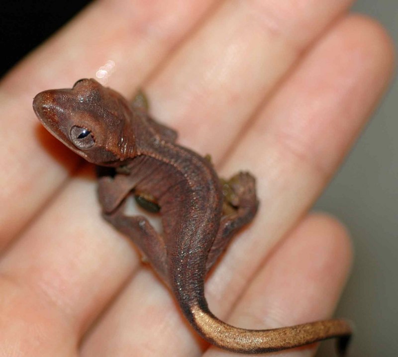 Паук-охотник heteropoda maxima