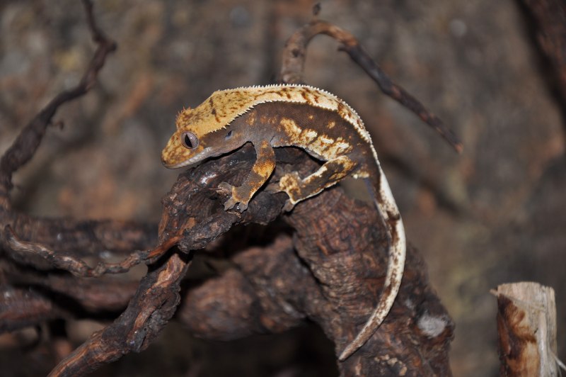 Nilgirianthus ciliatus
