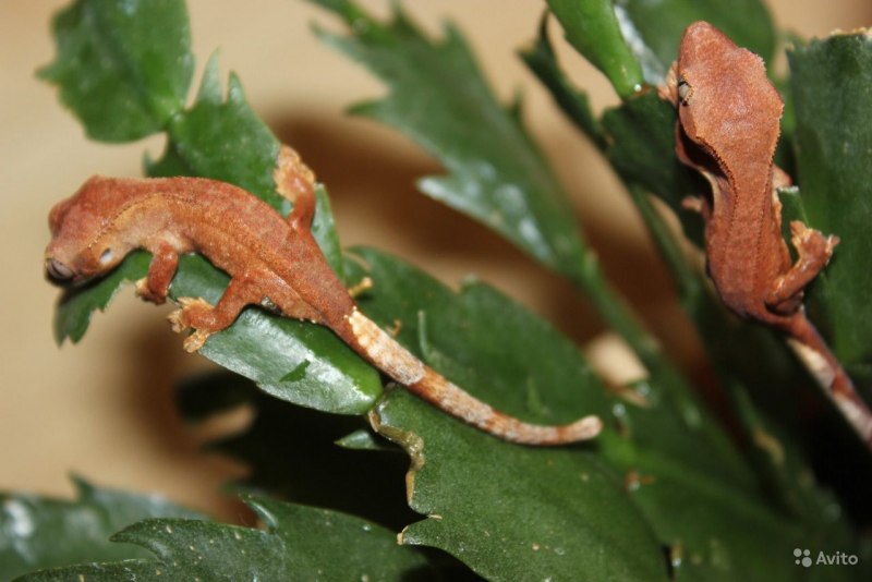 Карликовый геккон (Sphaerodactylus ariasae)