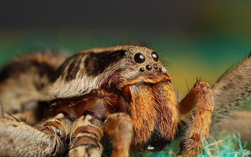 Паук-Павлин (Maratus volans)