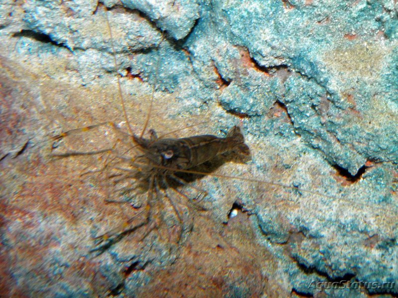 Pandalus latirostris