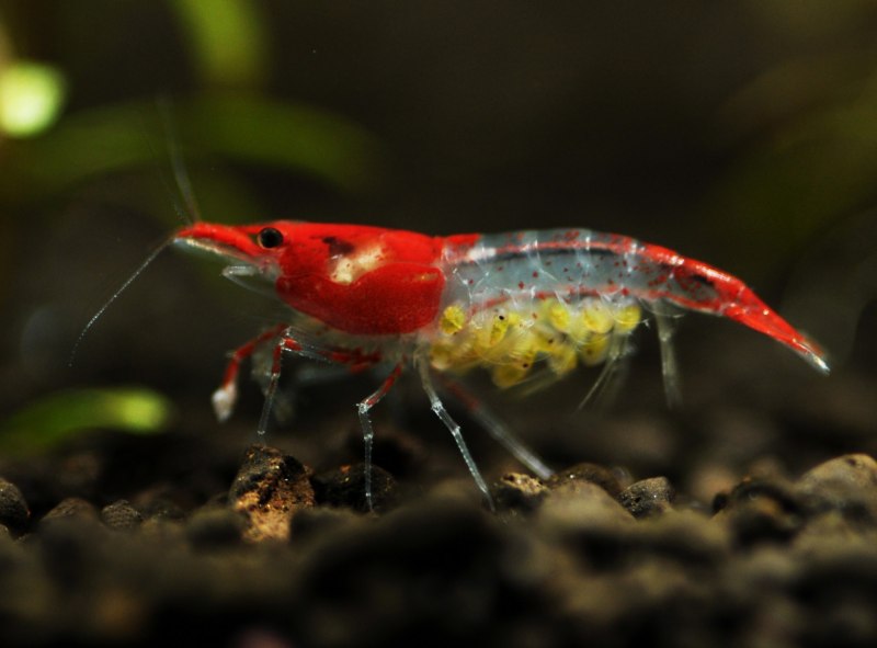 Palaemonetes paludosus