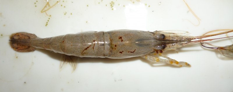 Оранжево-красные морепродукты