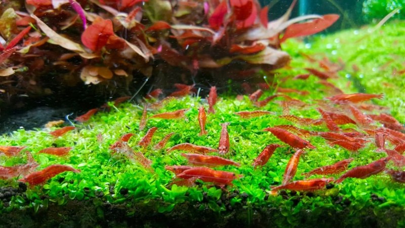 Креветки аквариумные мальки