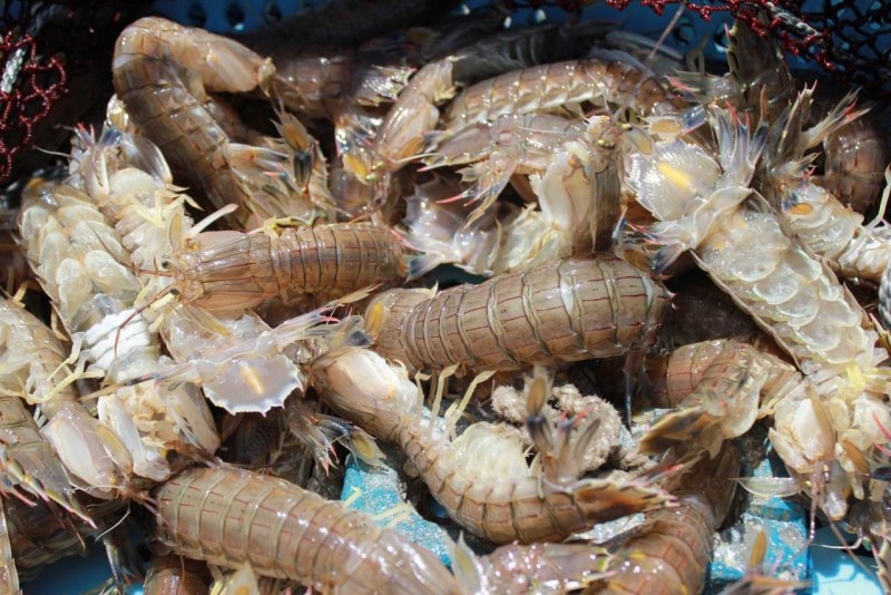 Морепродукты креветка Мантис