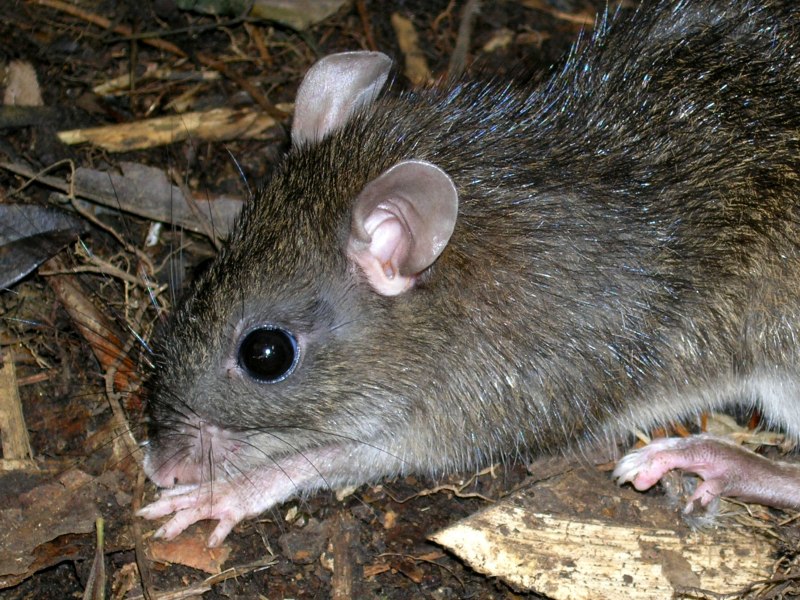 Apomys sacobianus
