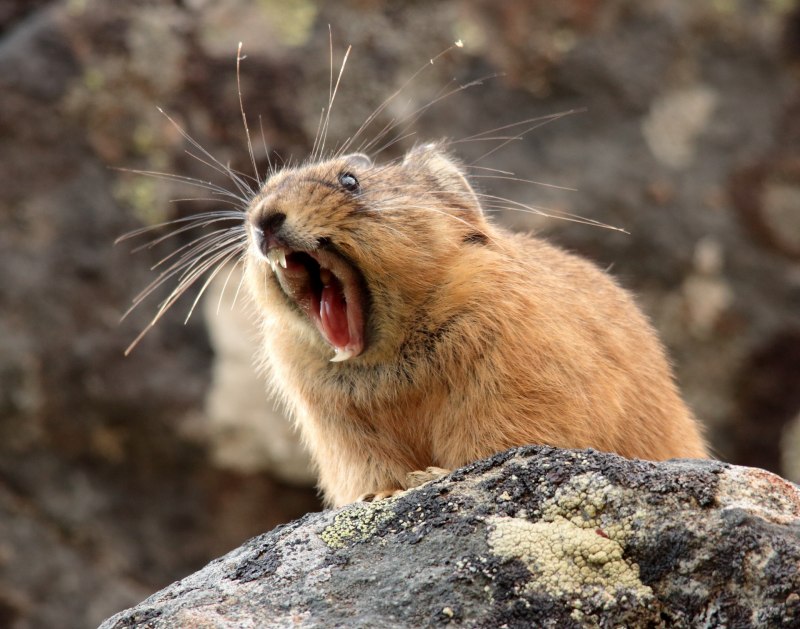 Уральская Северная пищуха (Ochotona Hyperborea uralensis)