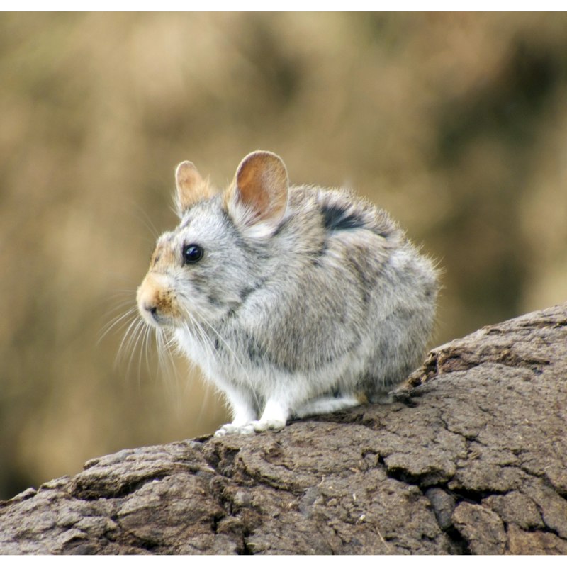 Peromyscus maniculatus