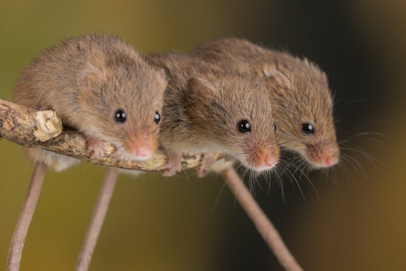 Microtus socialis