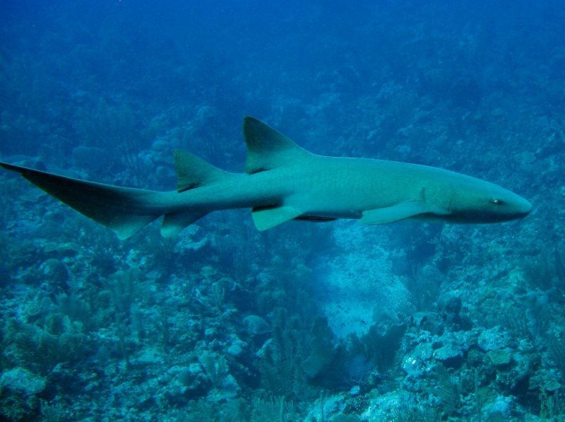 Ginglymostoma cirratum