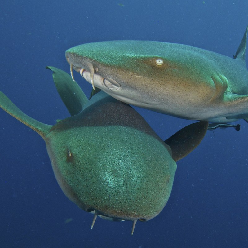Ginglymostoma cirratum