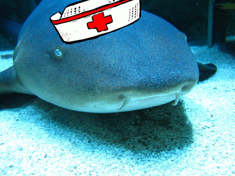 Акула-кормилица Ginglymostoma cirratum