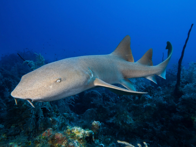 Ginglymostoma cirratum акула нянька