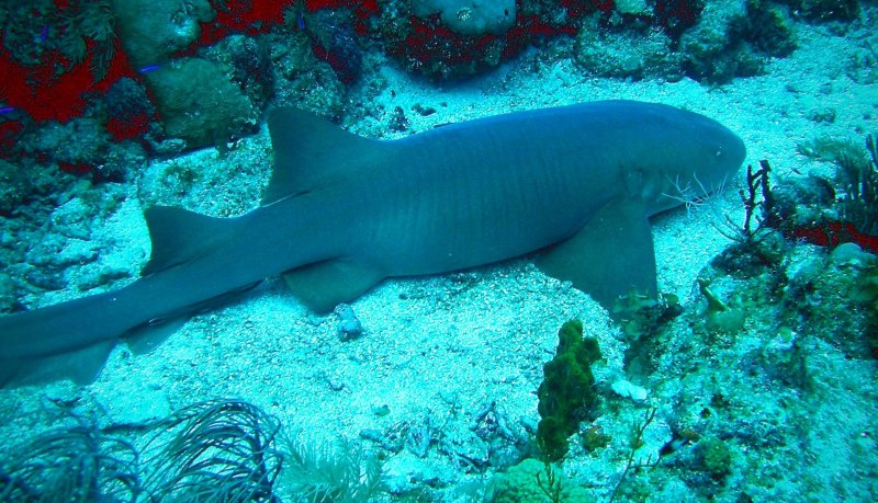 Nebrius ferrugineus