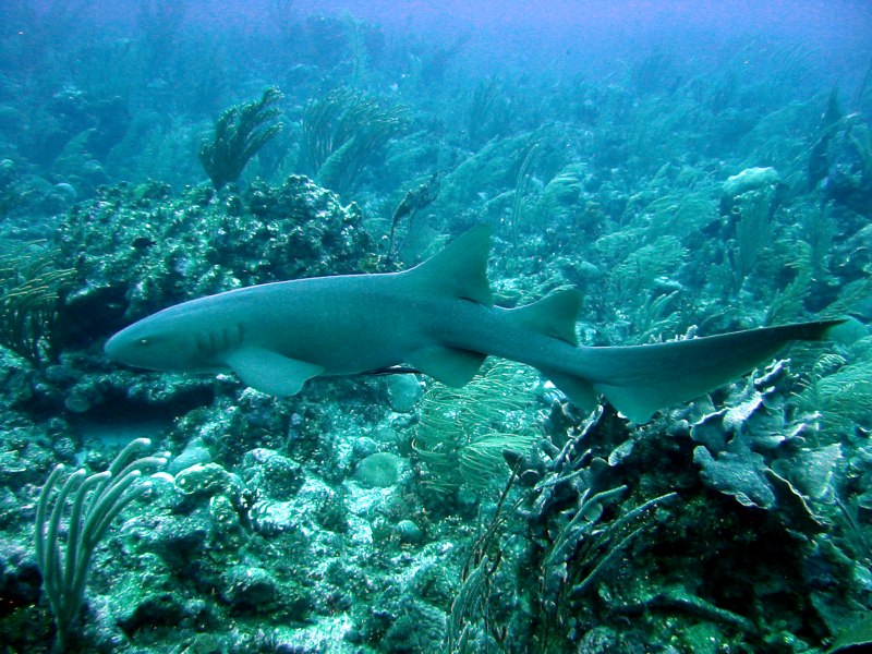 Ginglymostoma cirratum