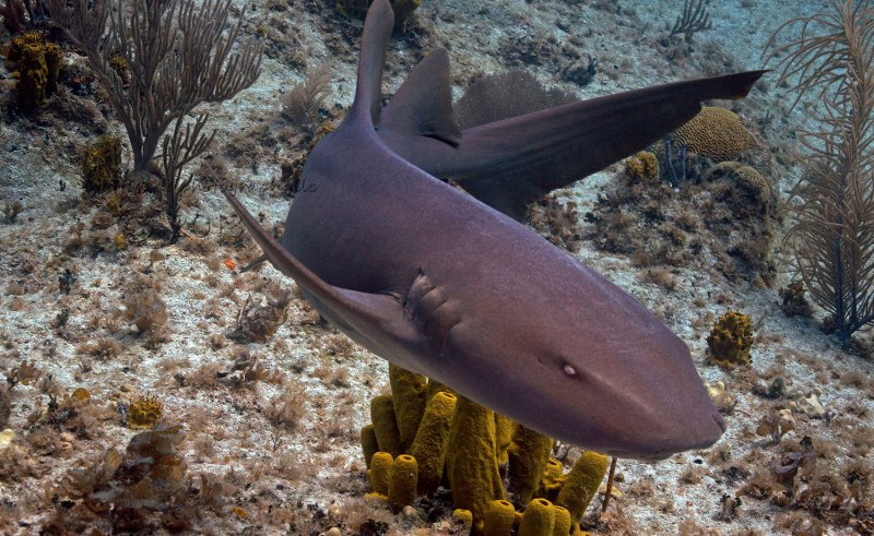 Ginglymostoma cirratum
