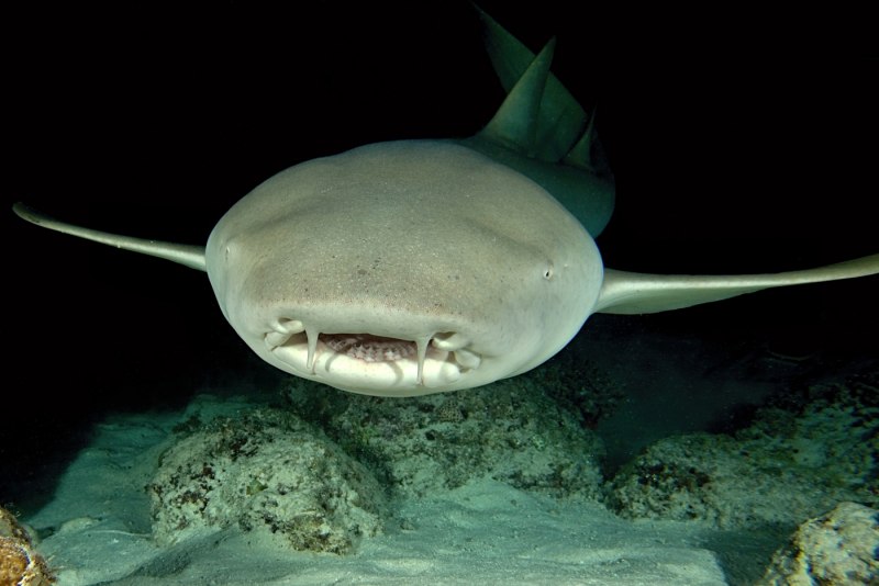 Ginglymostoma cirratum