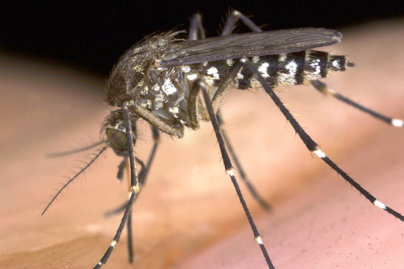 Дикий комар (66 фото)