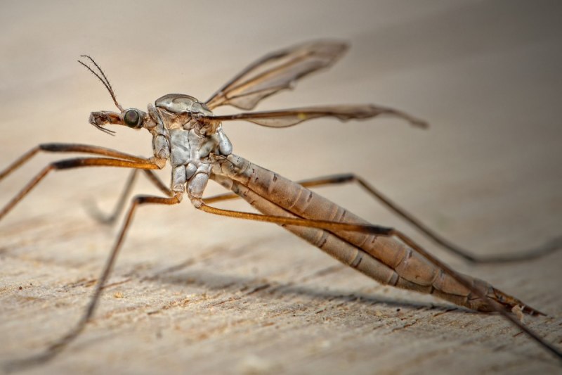 Москиты (комар) / Mosquito