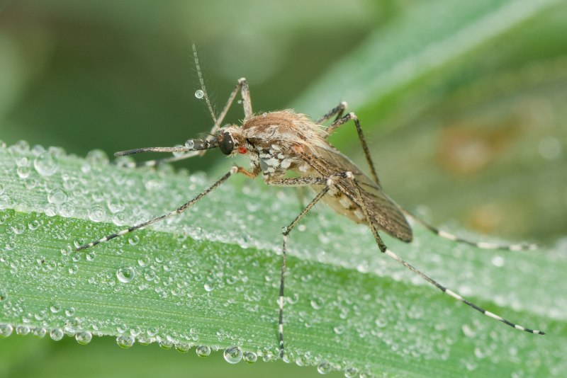 Culicidae (кровососущие комары)