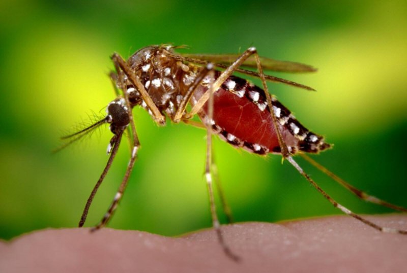 Комаров Aedes albopictus