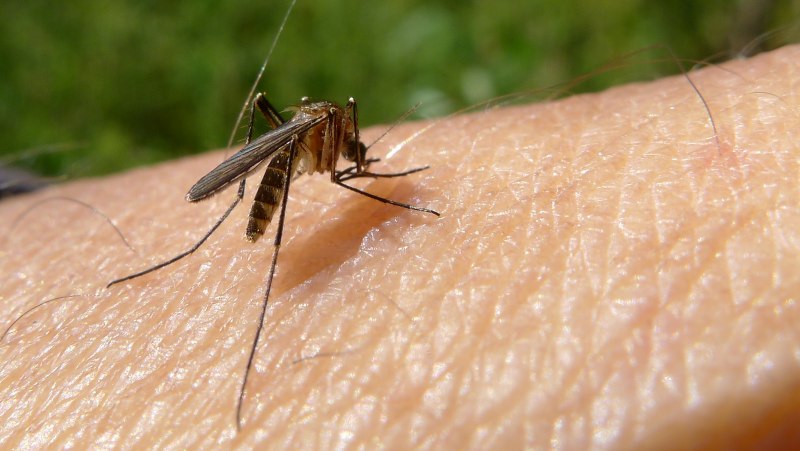 Aedes aegypti комар