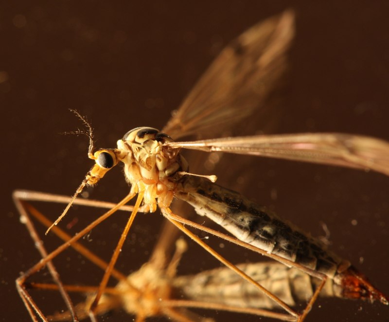Комаров семейства Chironomidae