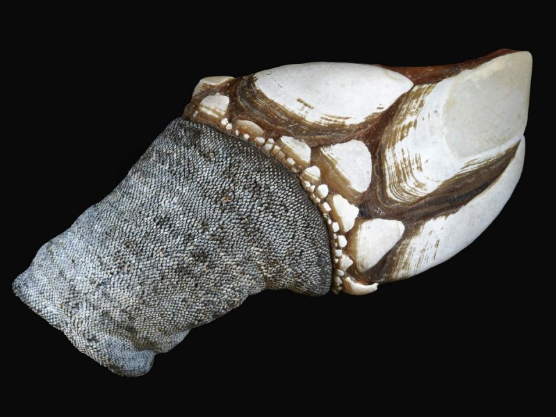 Goose Barnacle моллюск
