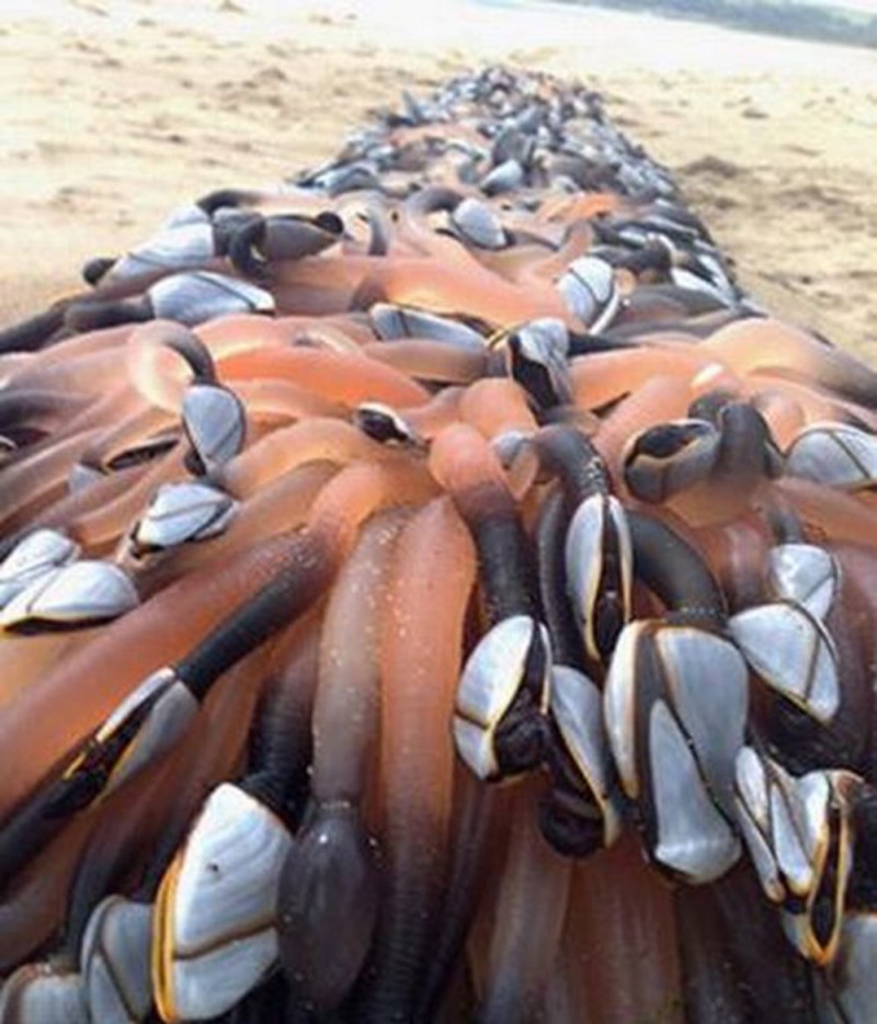 Goose Barnacle моллюск